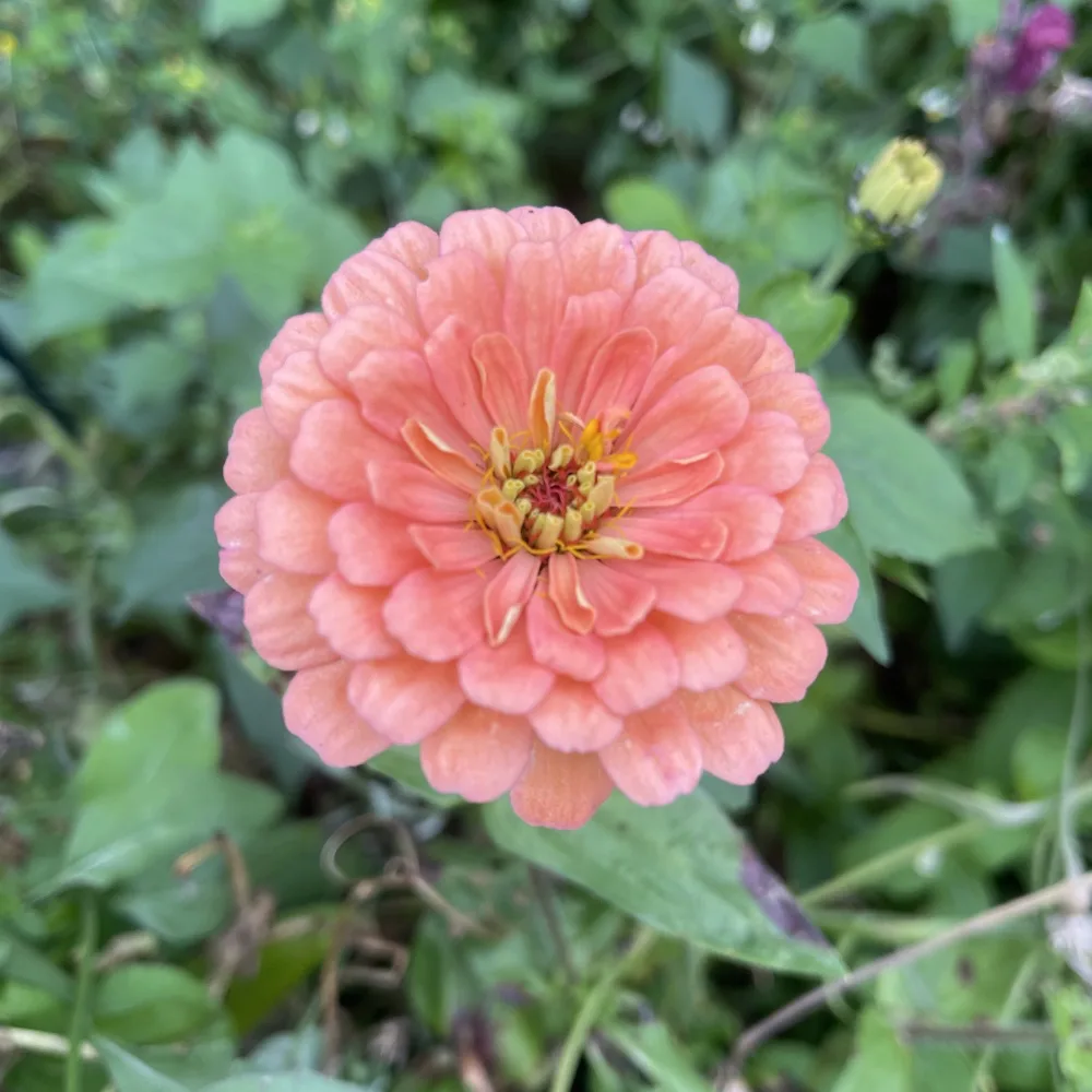 Zinnia 'Salmon Queen'