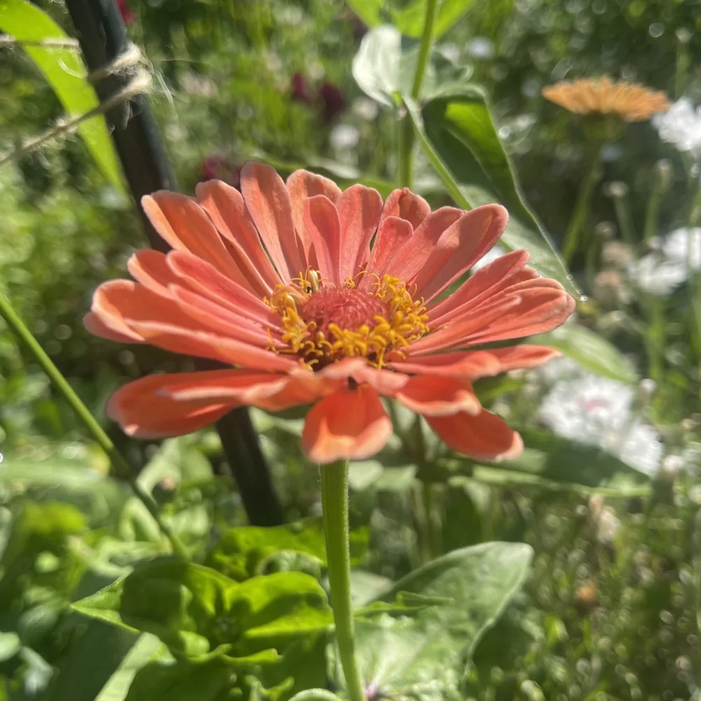 Zinnia 'Salmon Queen' - 4