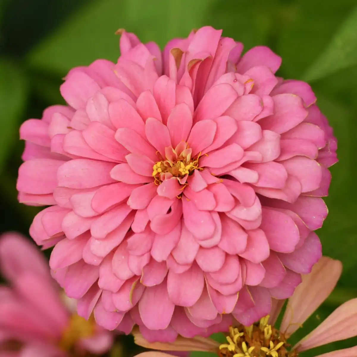 Zinnia 'Luminosa'