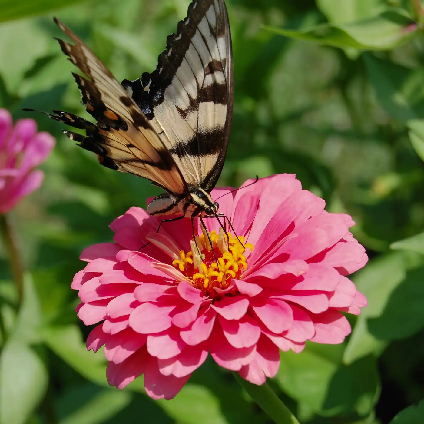 Zinnia 'Luminosa' - 2