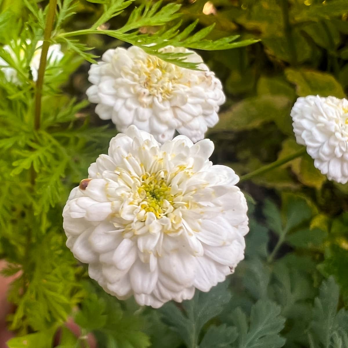 Zinnia 'Dahlia-flowered Isabellina'