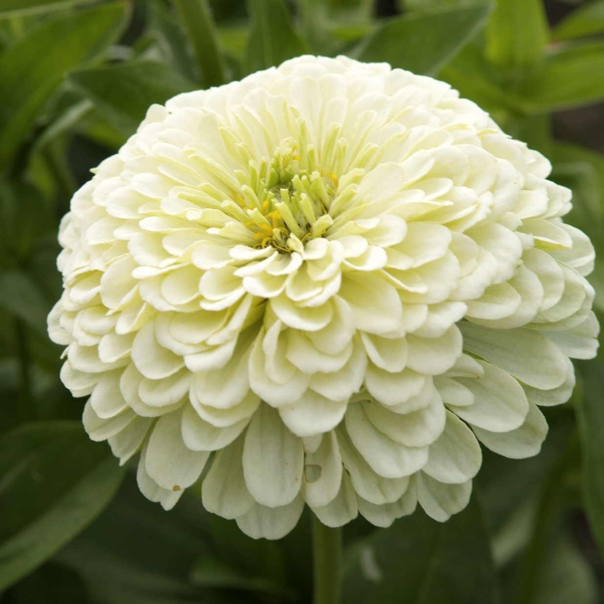 Zinnia 'Dahlia-flowered Isabellina' - 2