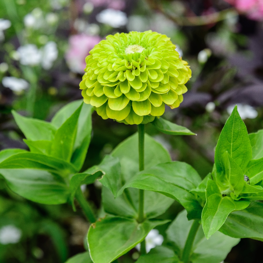 Zinnia 'Envy' - 2