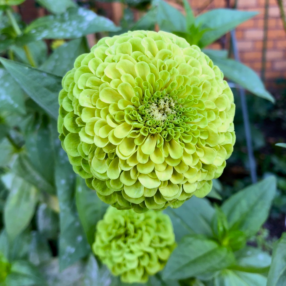 Zinnia 'Envy' - 4
