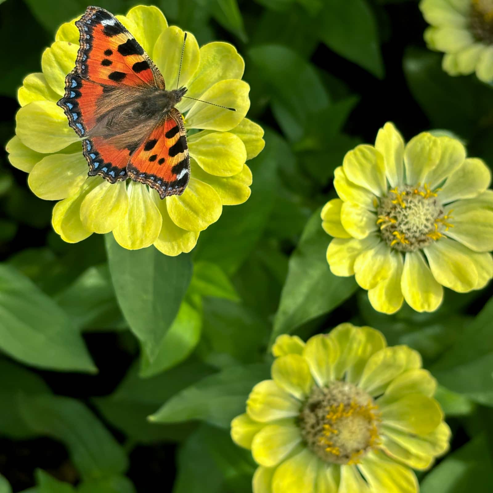 Zinnia 'Envy'