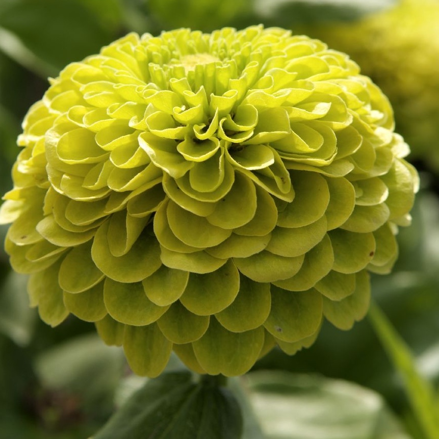 Zinnia 'Envy' - 3