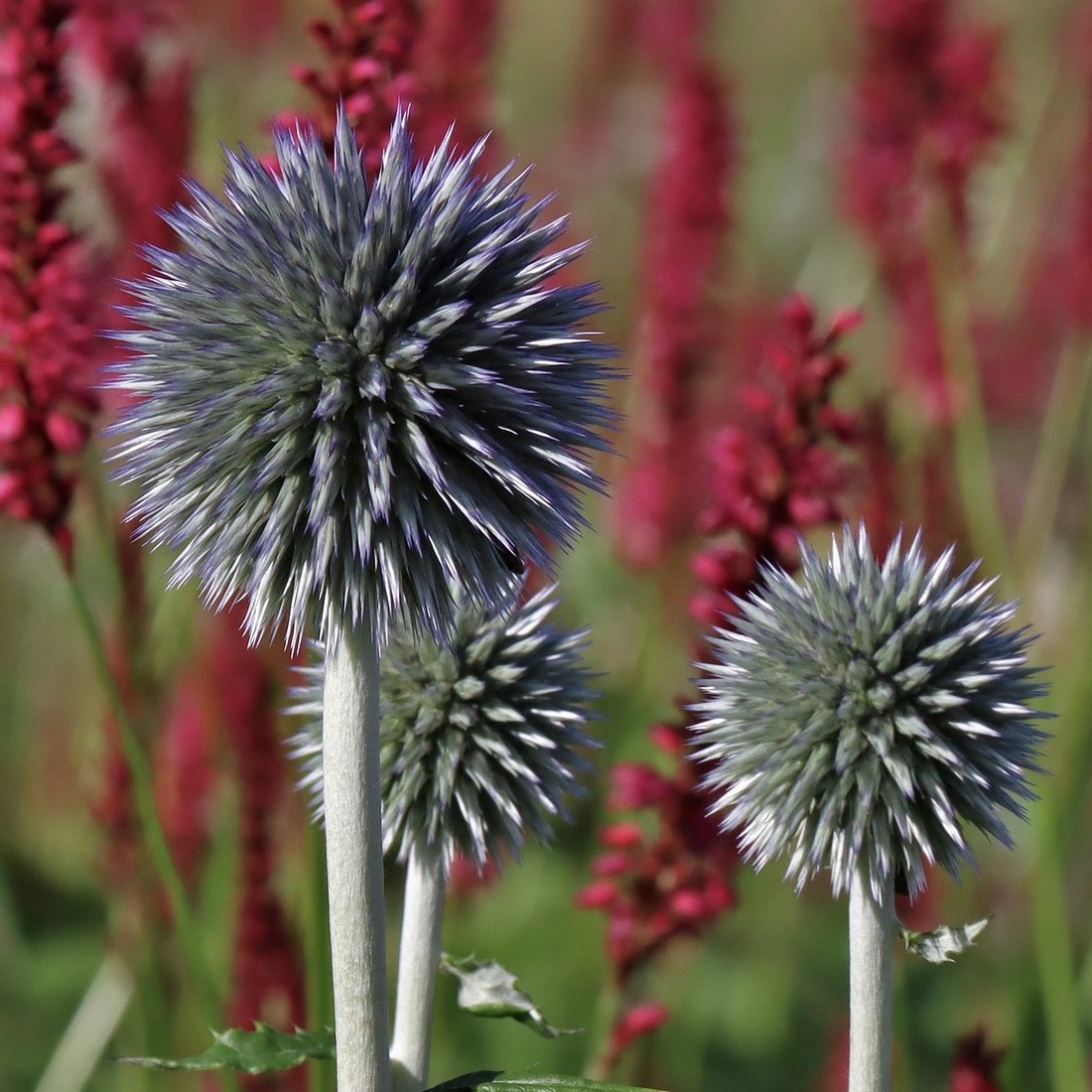 Bolltistel 'Blue Glow'