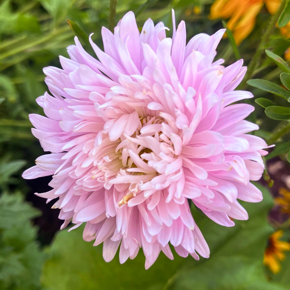 Aster 'King Size Appleblossom' - 4