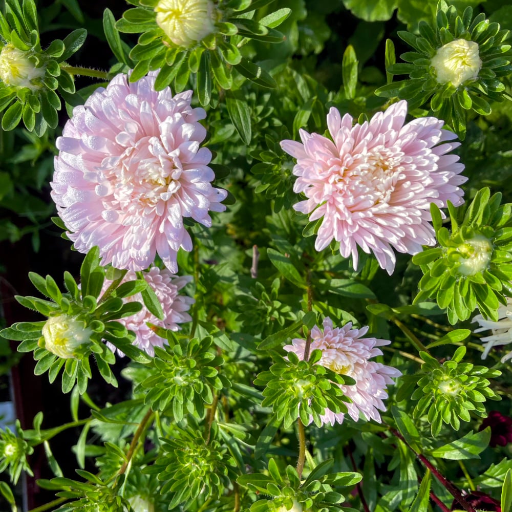 Aster 'King Size Appleblossom'