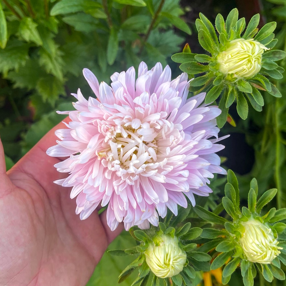 Aster 'King Size Appleblossom' - 3