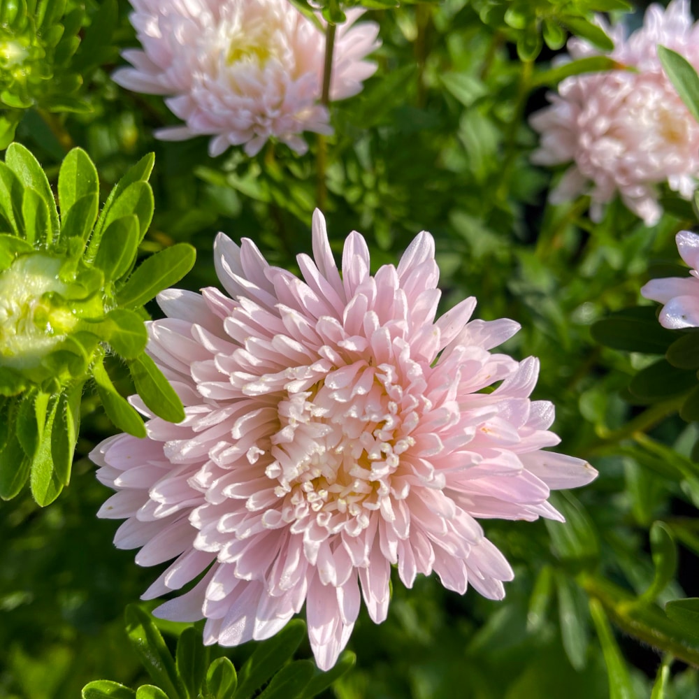 Aster 'King Size Appleblossom' - 5