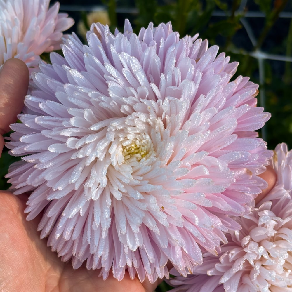 Aster 'King Size Appleblossom'