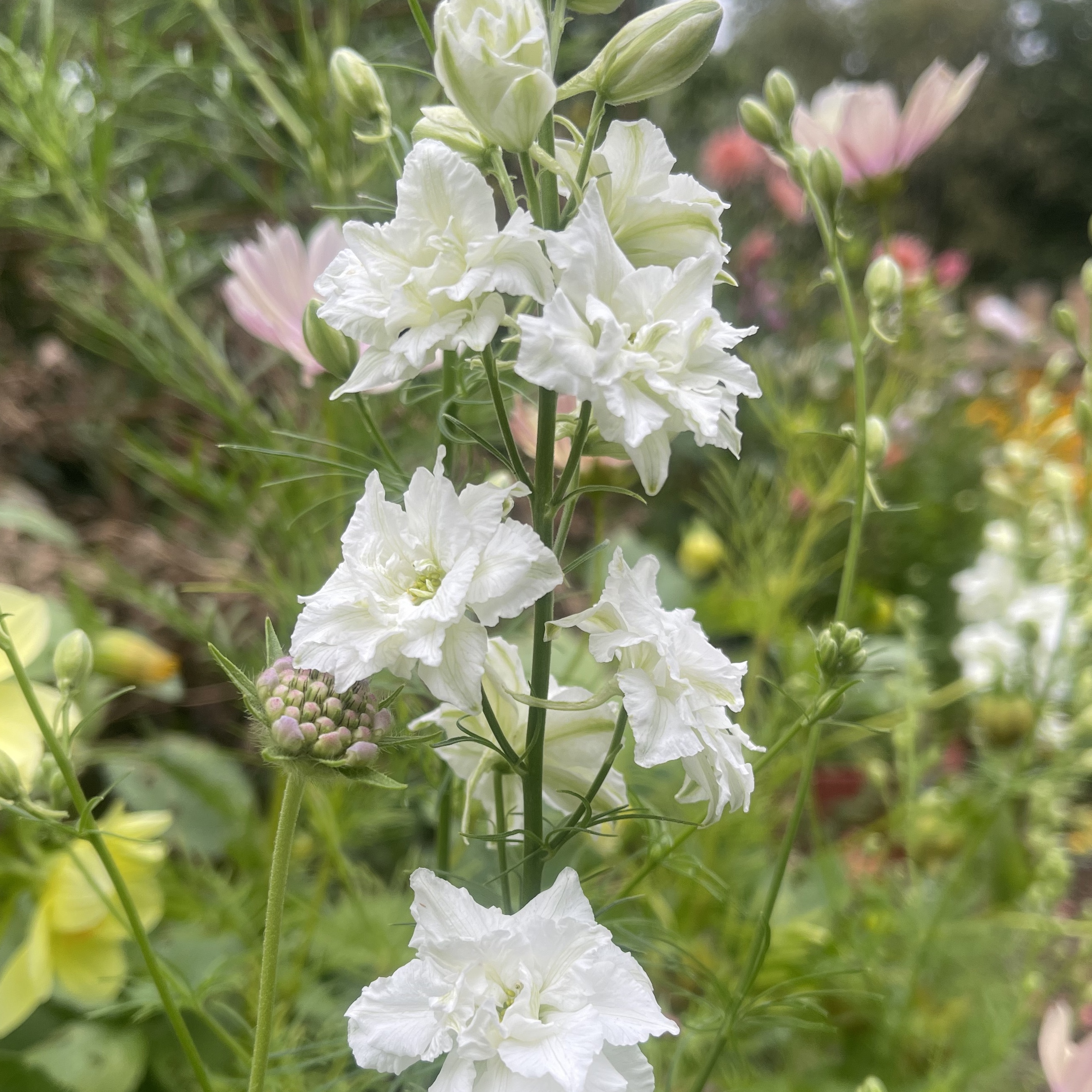 Riddarsporre 'Brisbane White' - 3