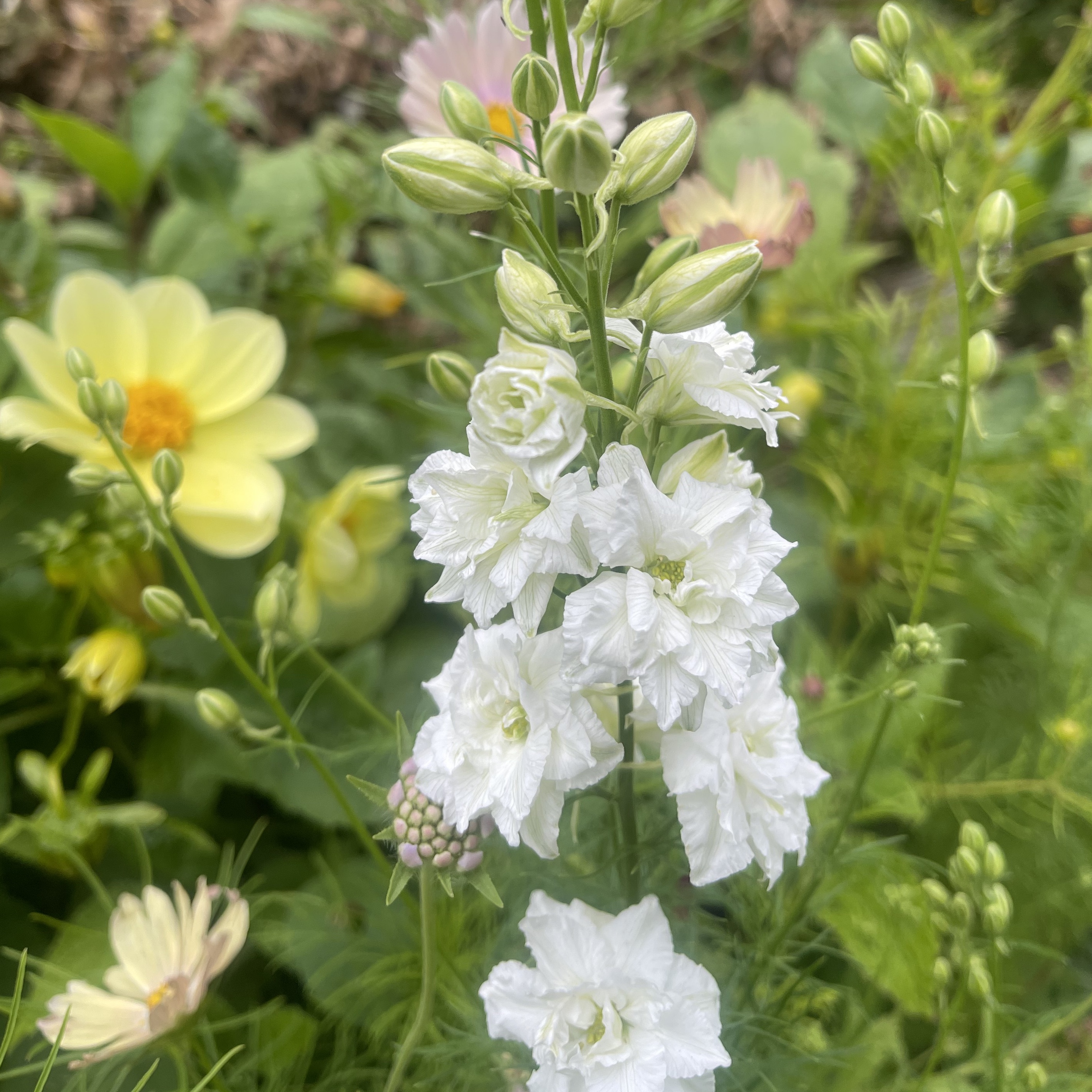 Riddarsporre 'Brisbane White'