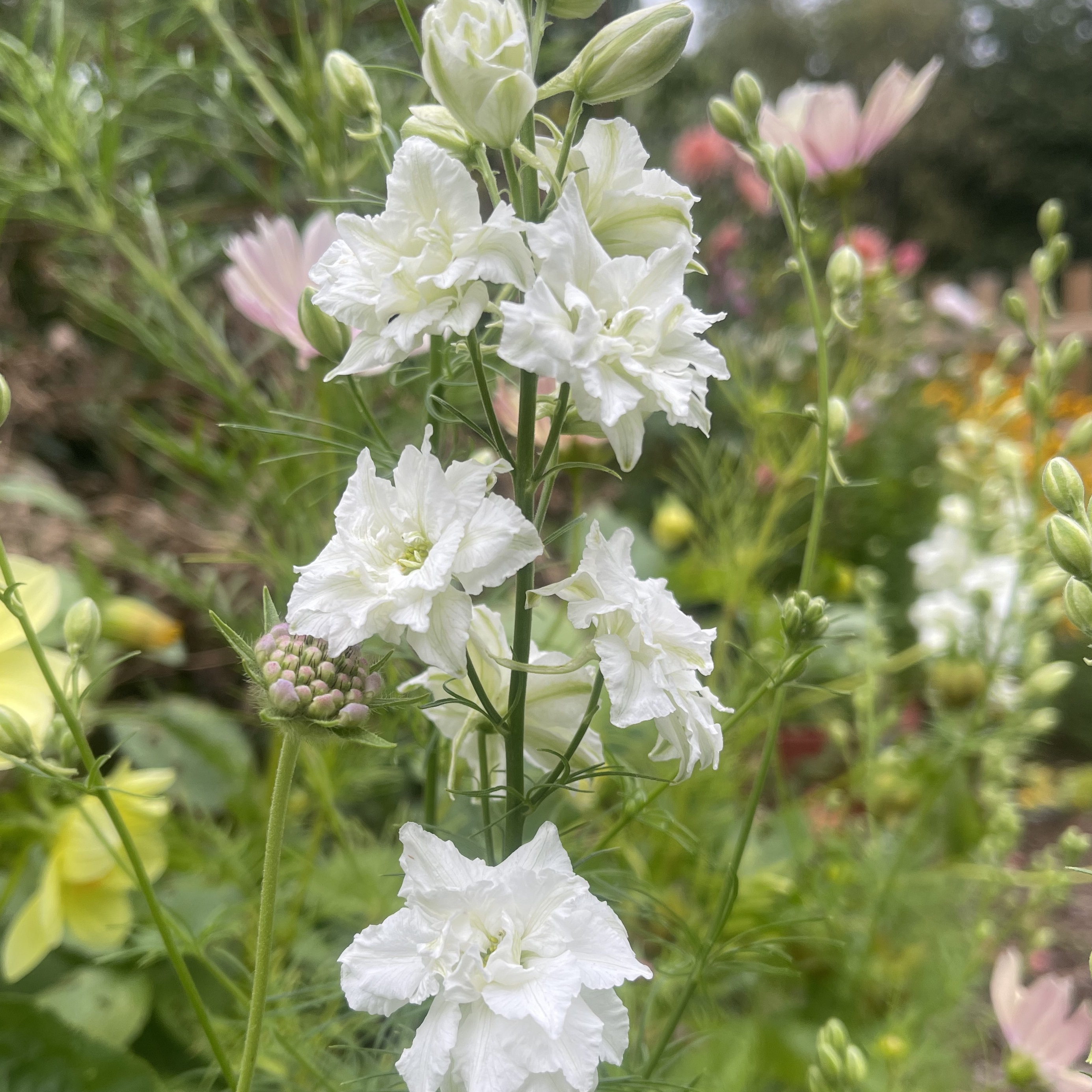 Riddarsporre 'Brisbane White' - 2
