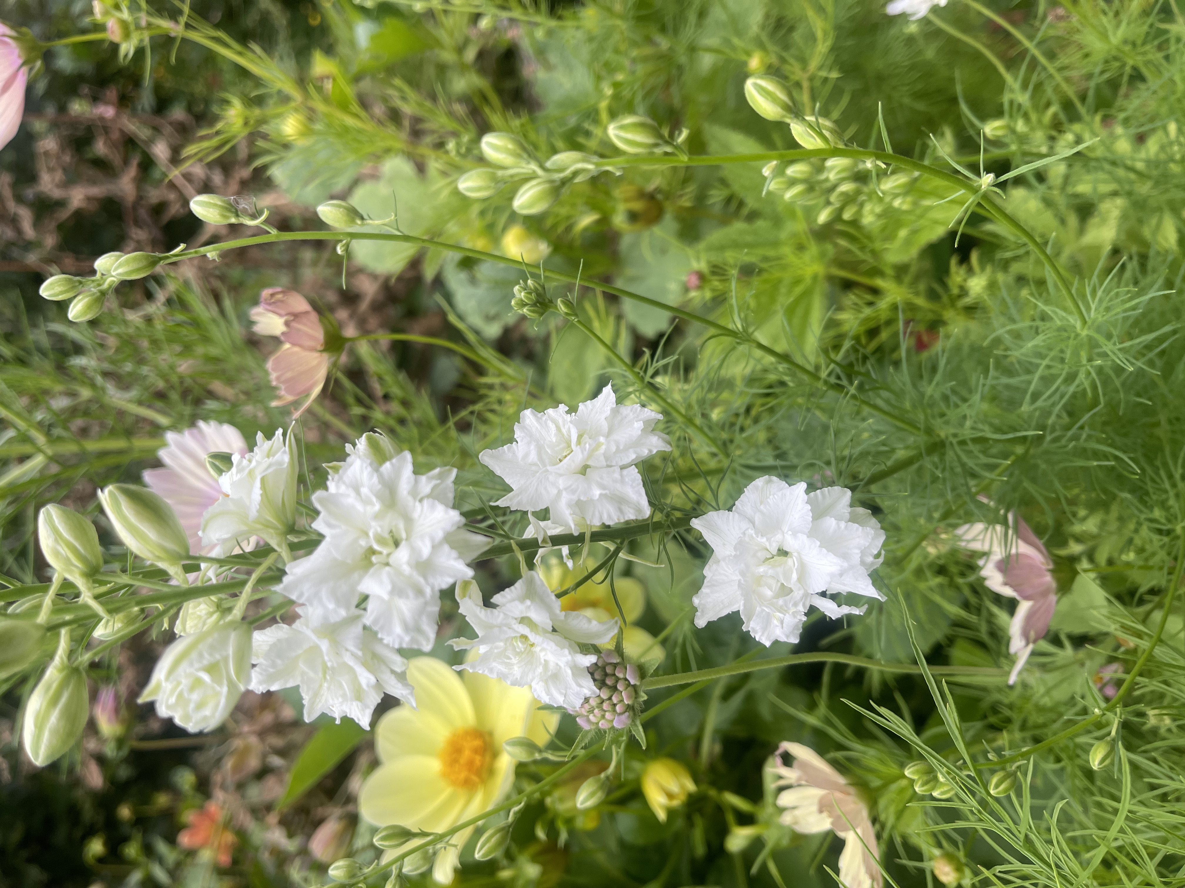 Riddarsporre 'Brisbane White' - 4