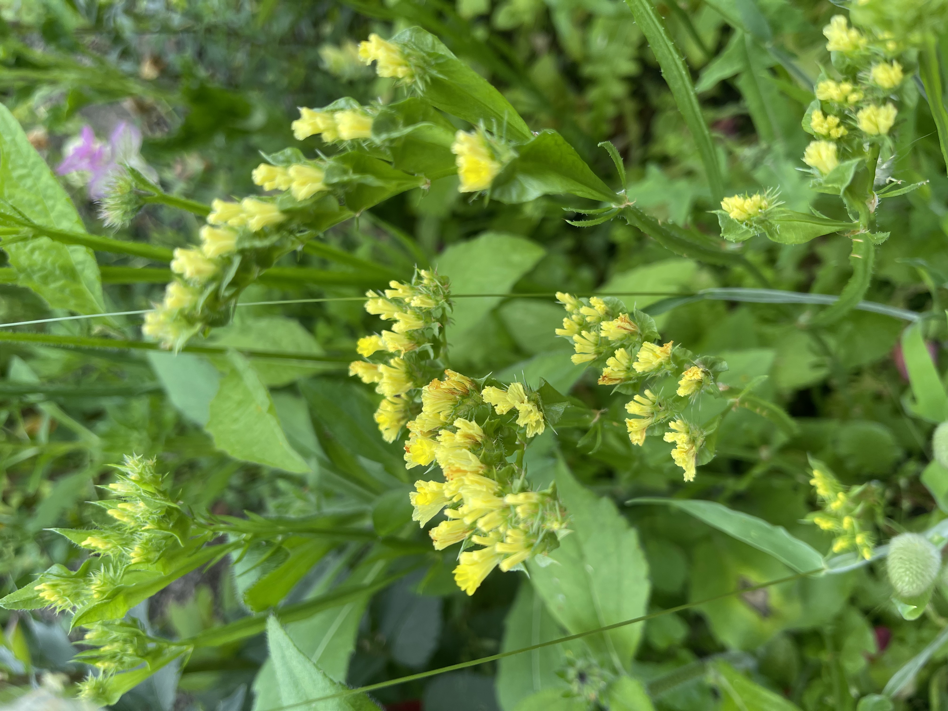 Risp 'Yellow' - 3