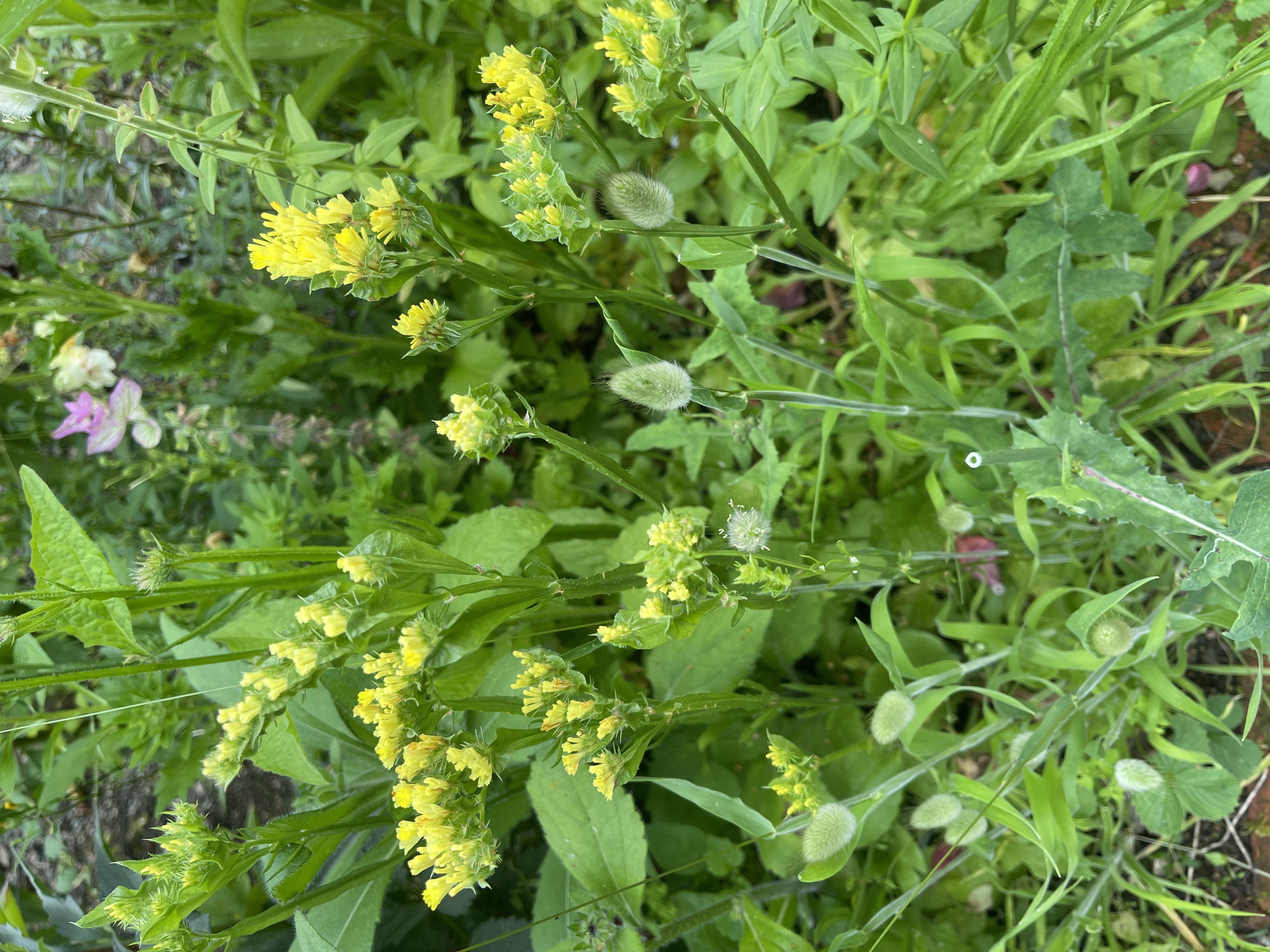 Risp 'Yellow' - 4