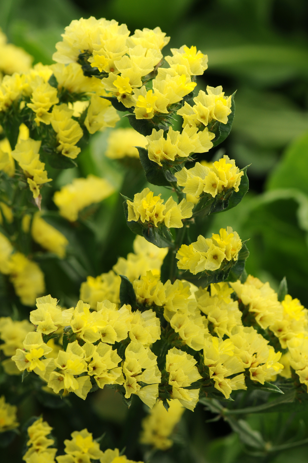 Risp 'Yellow'
