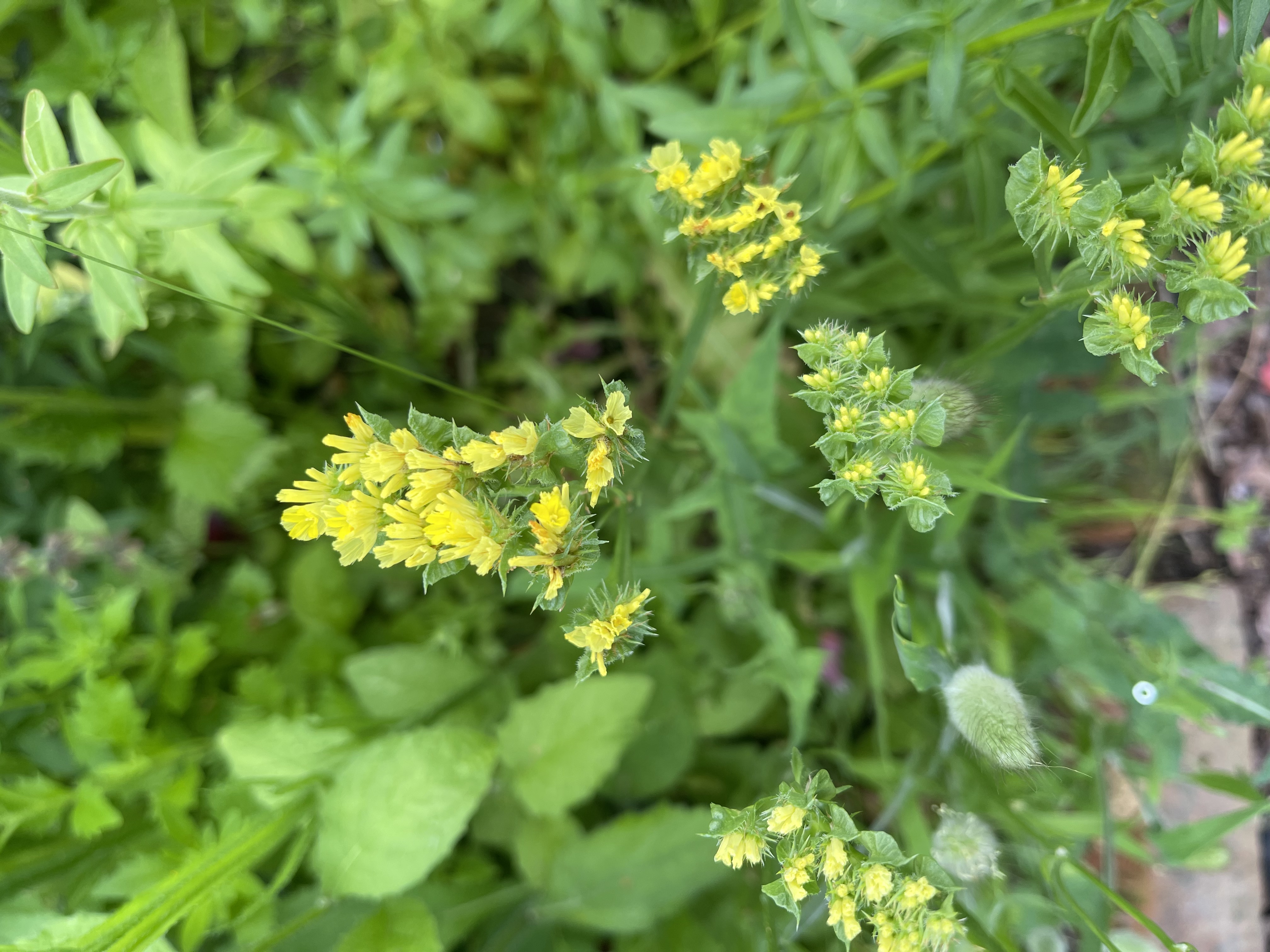 Risp 'Yellow' - 2