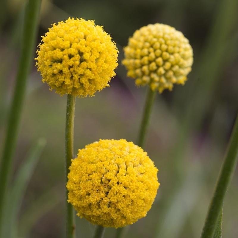 Solboll 'Drumstick'