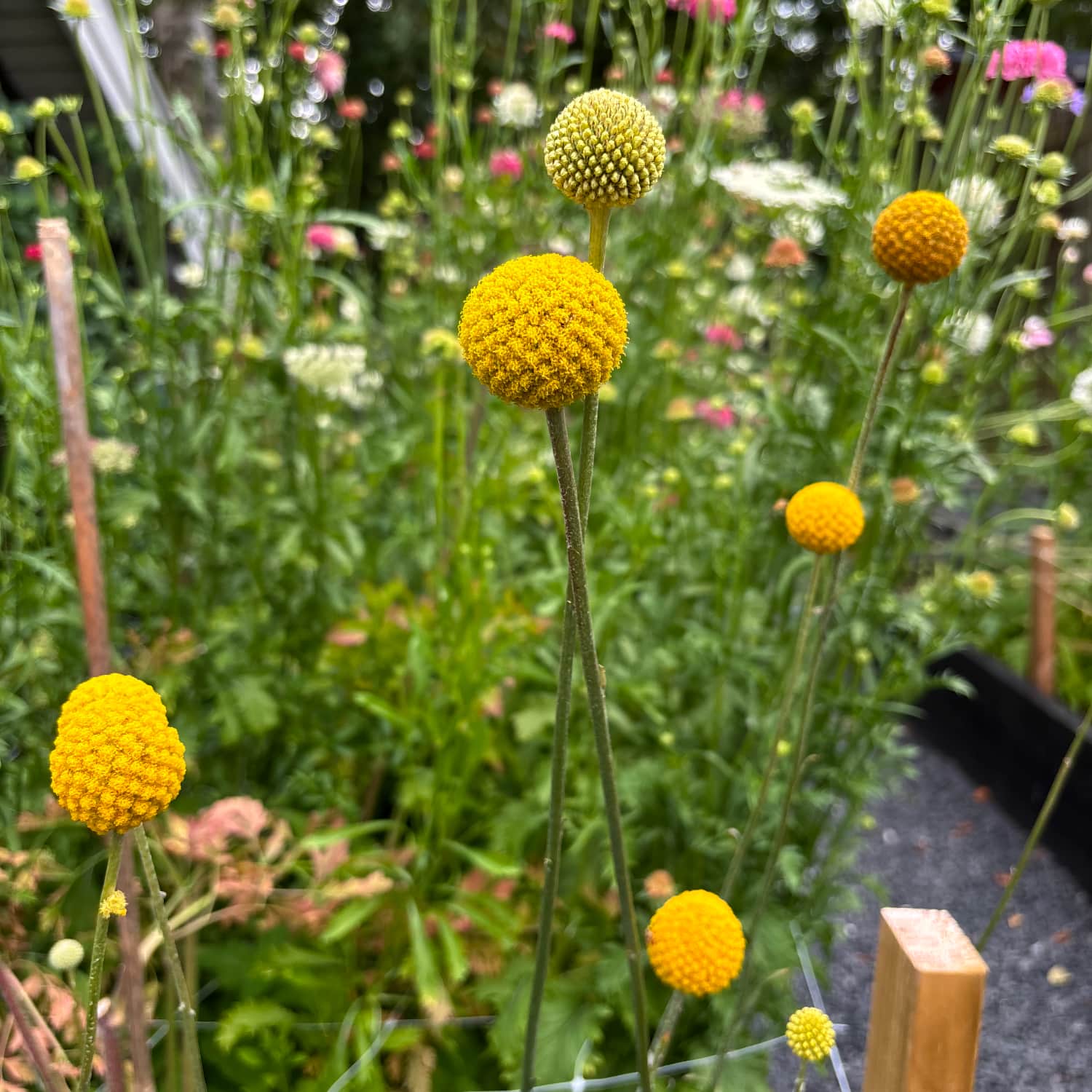 Solboll 'Drumstick'