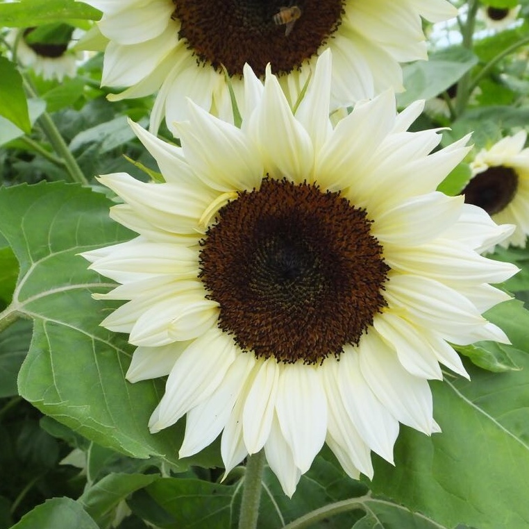 Solros 'F1 Pro Cut White Nite' - 2