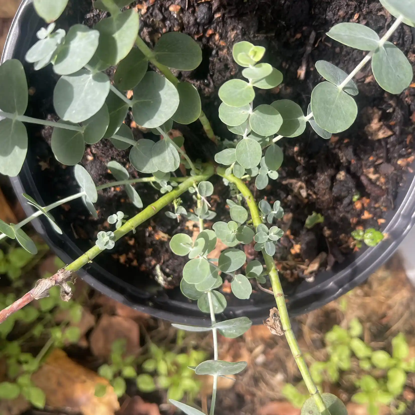 Eucalyptus 'Baby Blue Bouquet'2