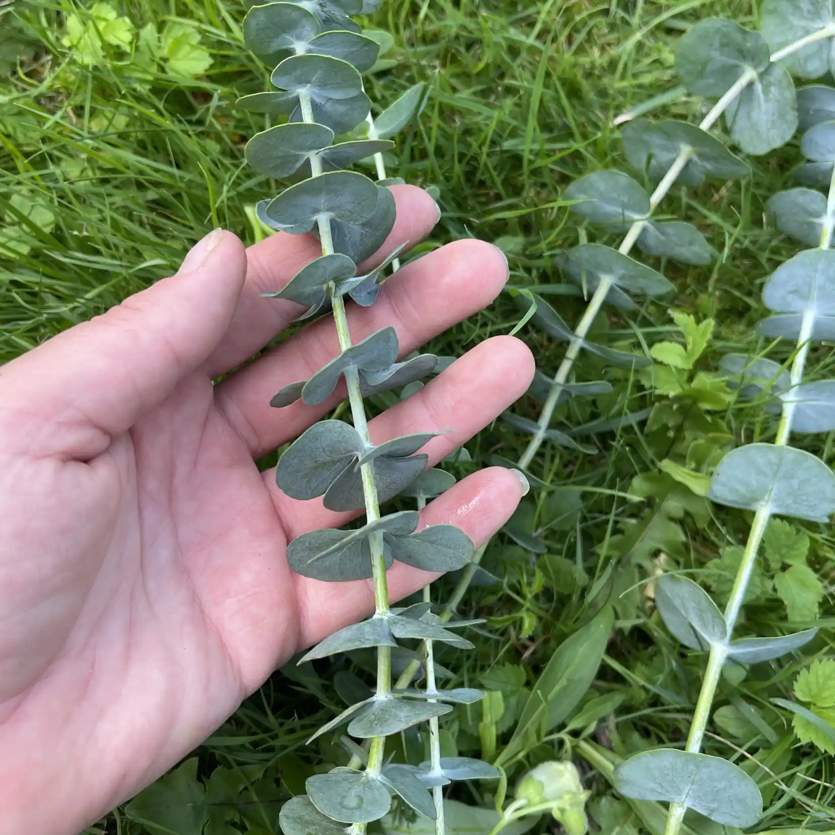 Eucalyptus 'Baby Blue Bouquet' 3