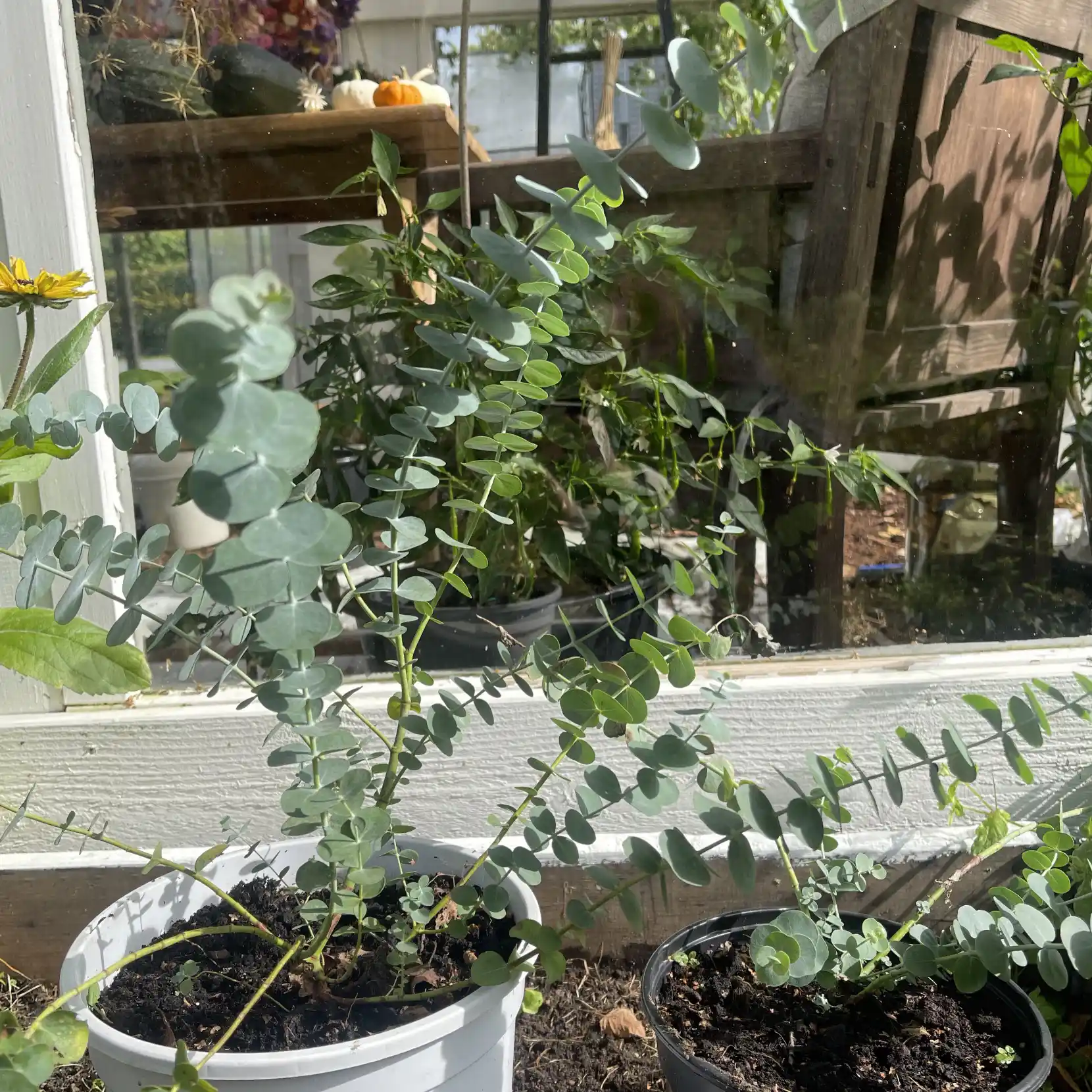 Eucalyptus 'Baby Blue Bouquet' 5