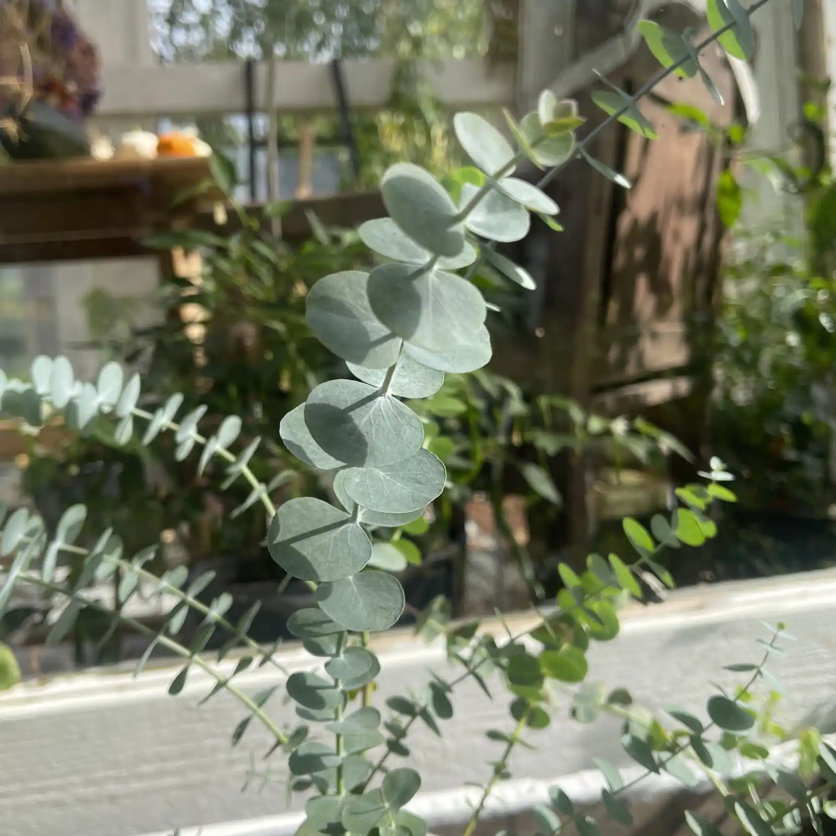 Eucalyptus 'Baby Blue Bouquet' 1