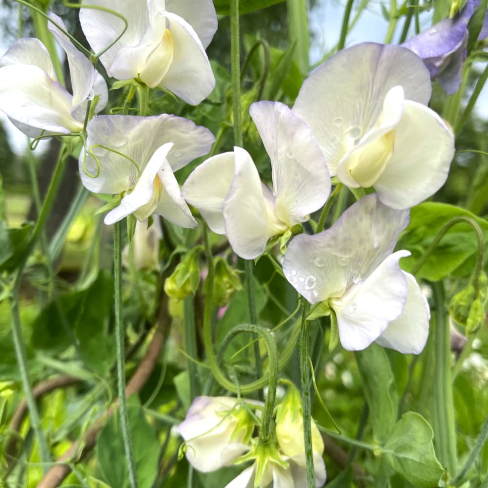 Luktärt 'Spencer Old Times' - 3