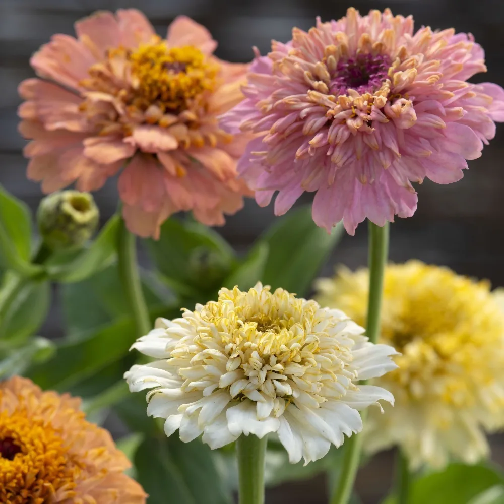 Zinnia 'Cresto! Peaches & Cream