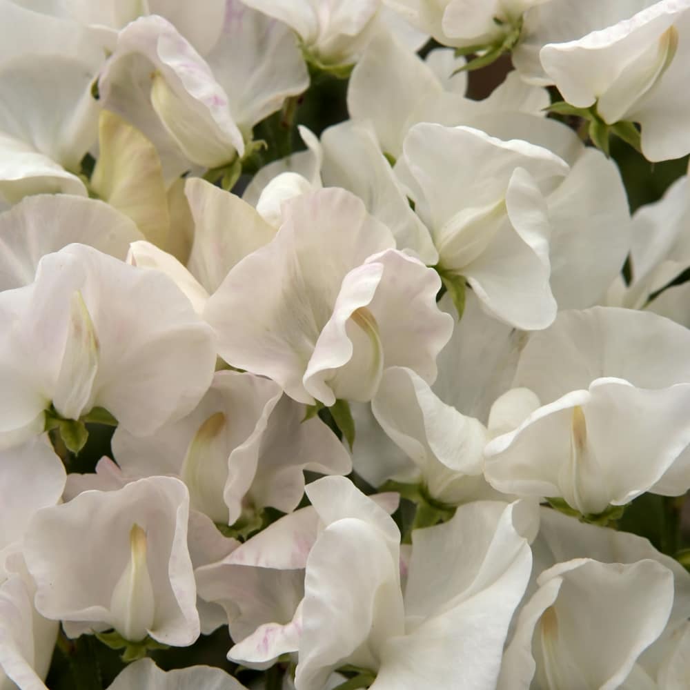 Luktärt 'Royal White' - 3