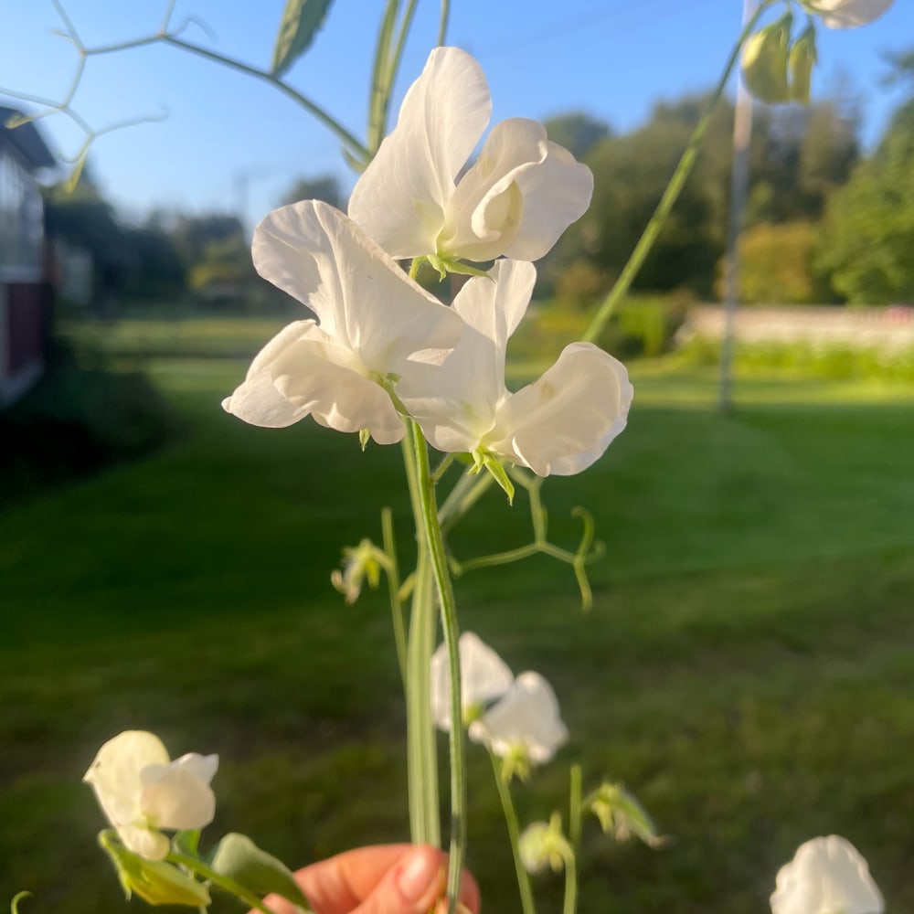Luktärt 'Royal White'