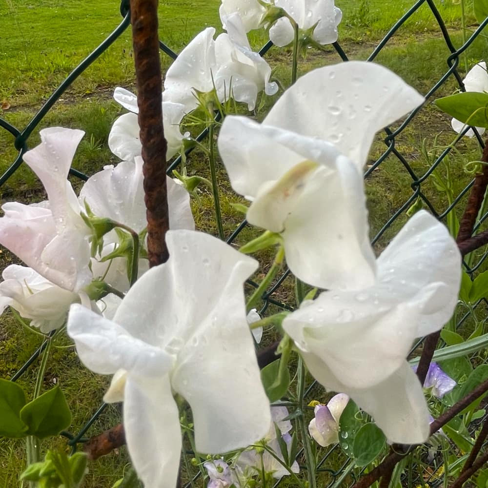 Luktärt 'Royal White'