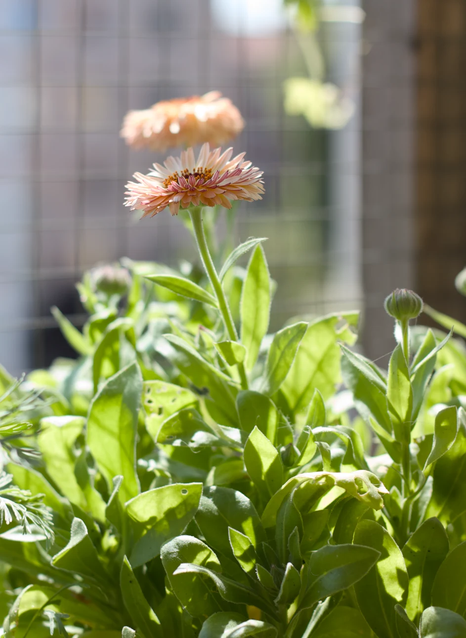 Ringblomma 'Pygmy Buff' - 3