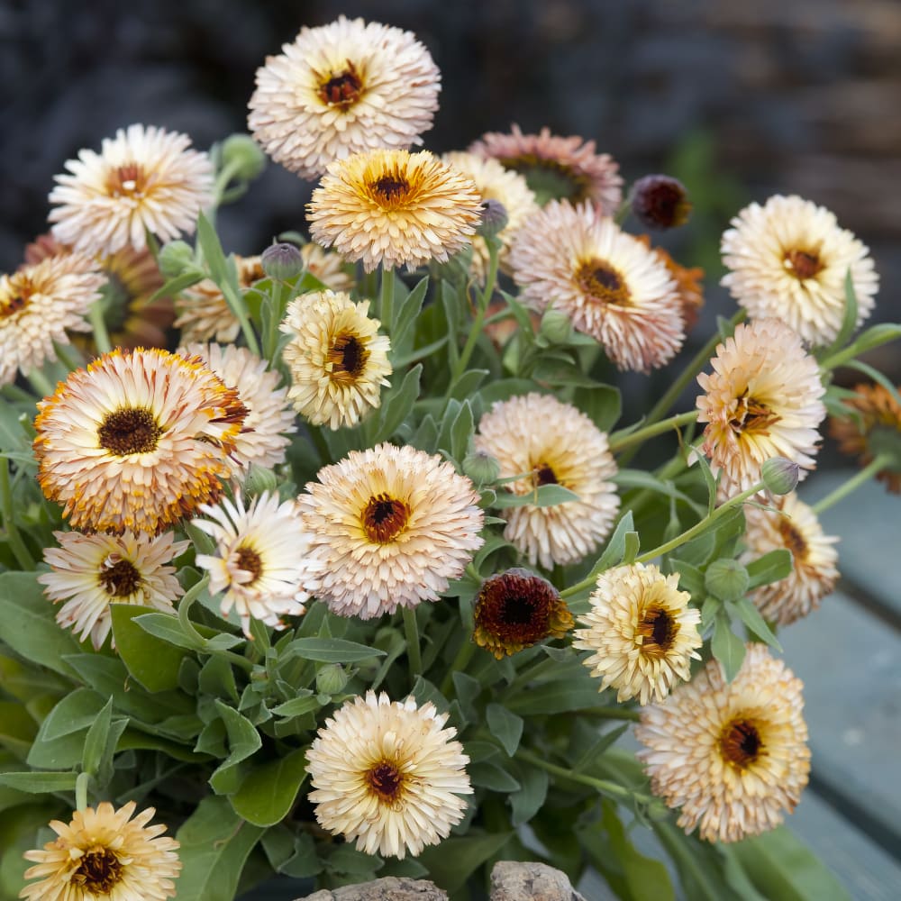 Ringblomma 'Pygmy Buff'