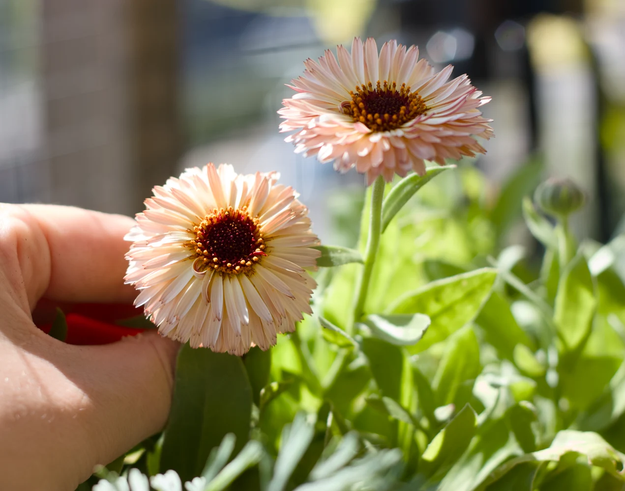 Ringblomma 'Pygmy Buff'