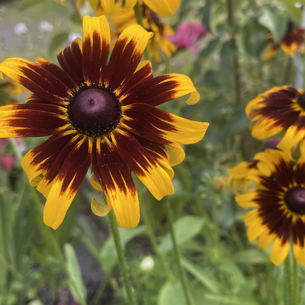 Rudbeckia 'Aries' - 3