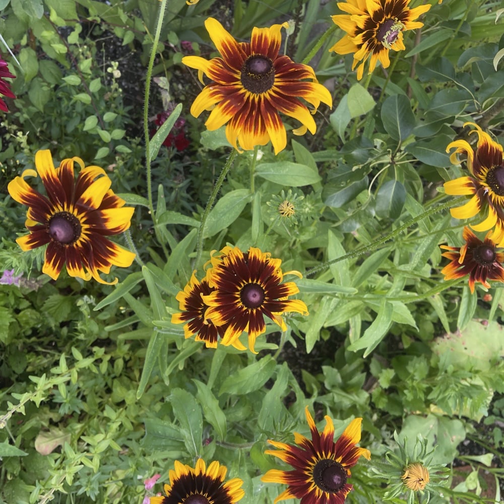 Rudbeckia 'Aries'