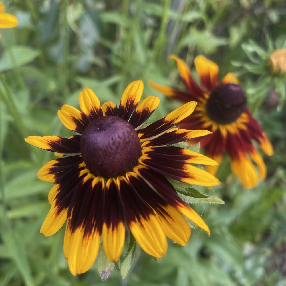 Rudbeckia 'Aries' - 2