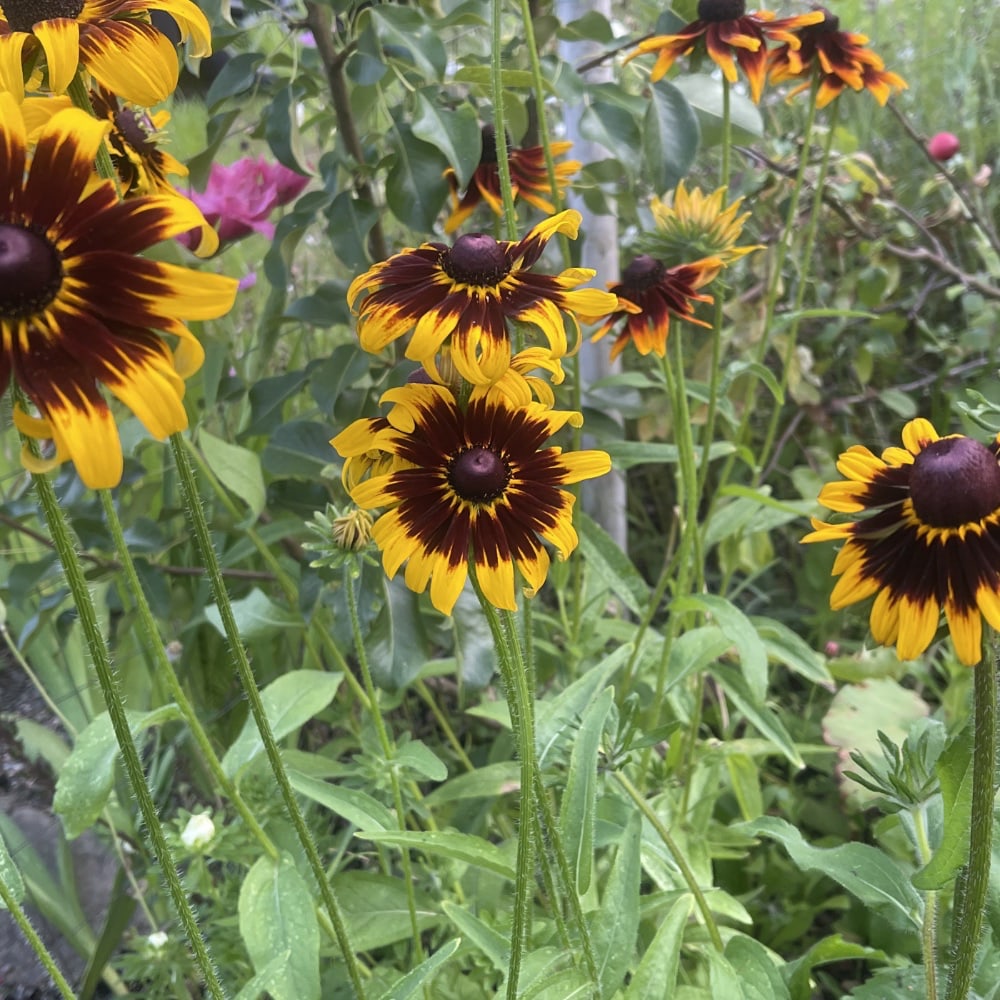 Rudbeckia 'Aries' - 4