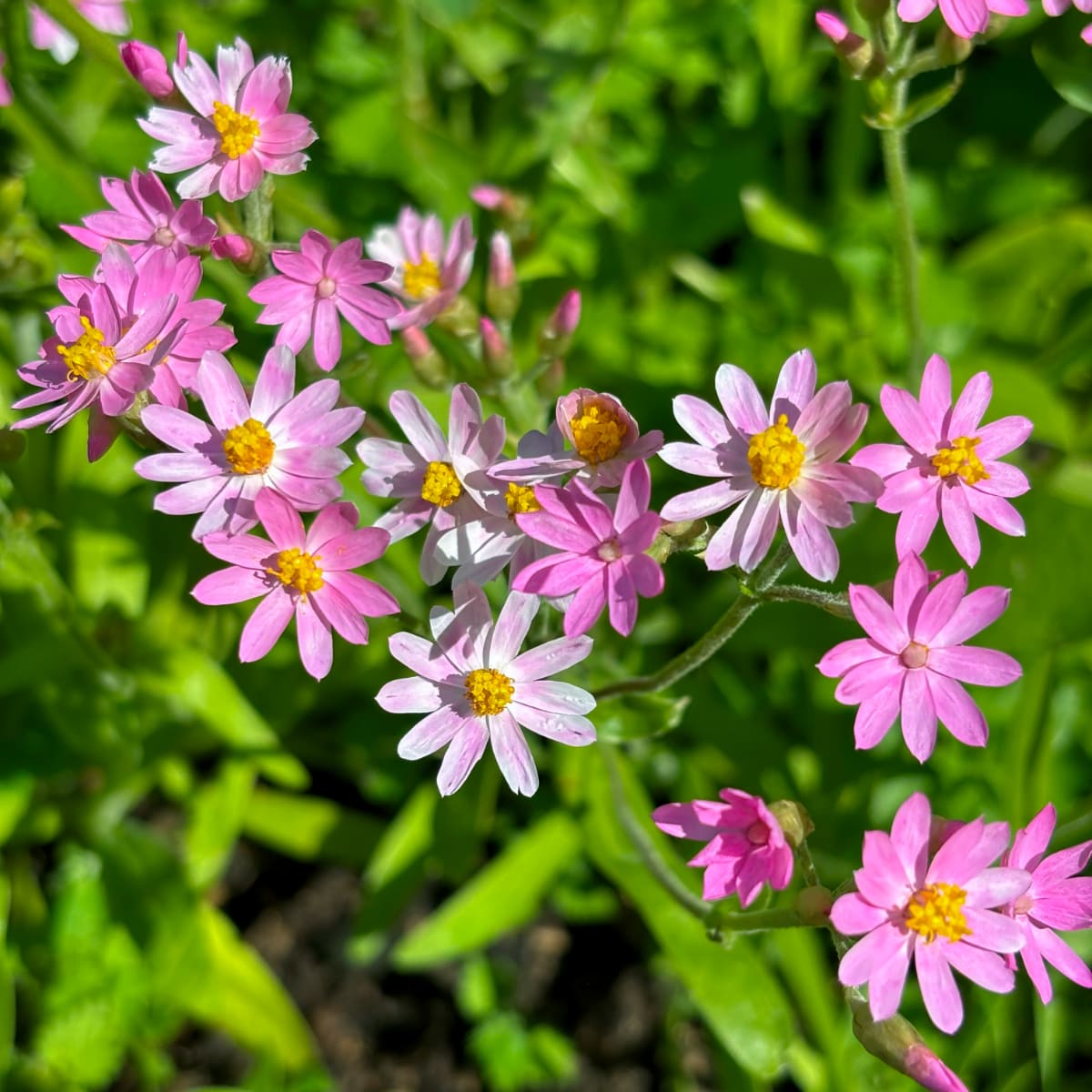 Eternell  'Pink Cluster'