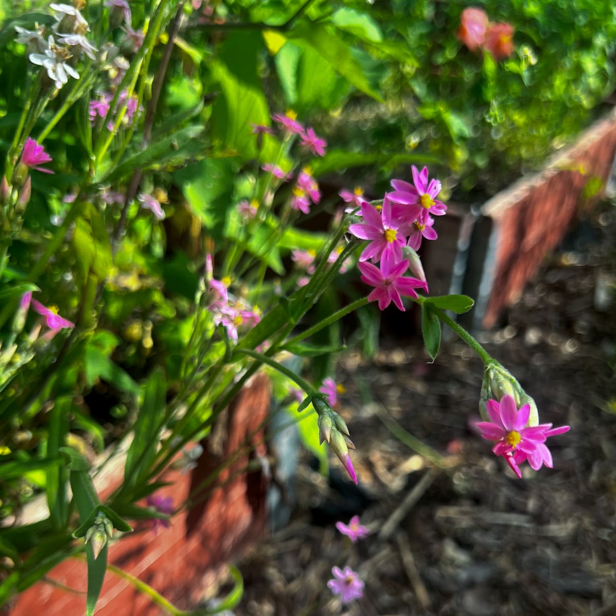 Eternell  'Pink Cluster' - 2