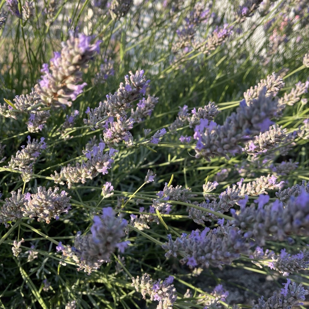 Lavendel - 2