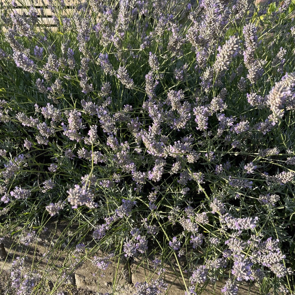 Lavendel - 3