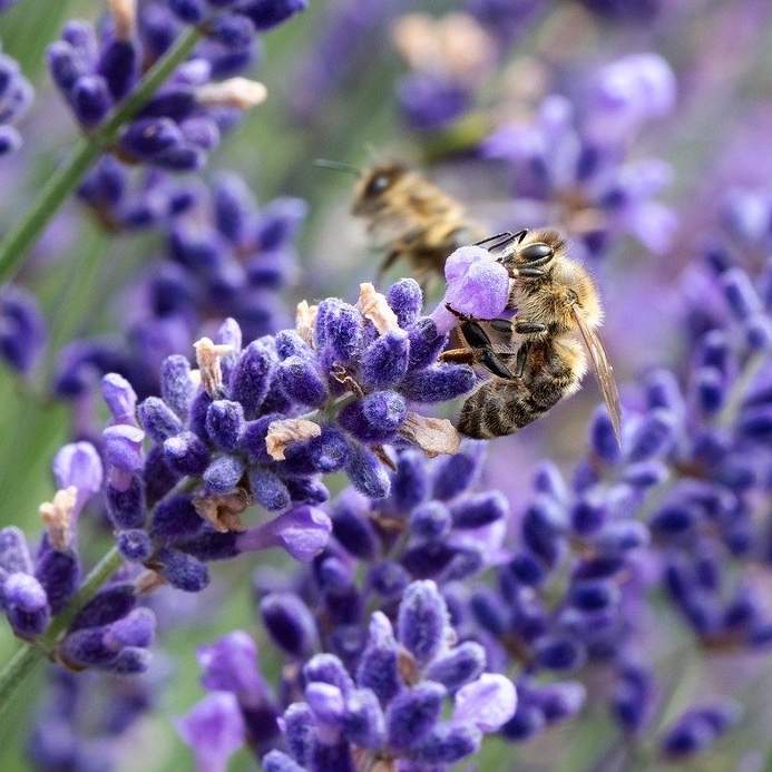 Lavendel