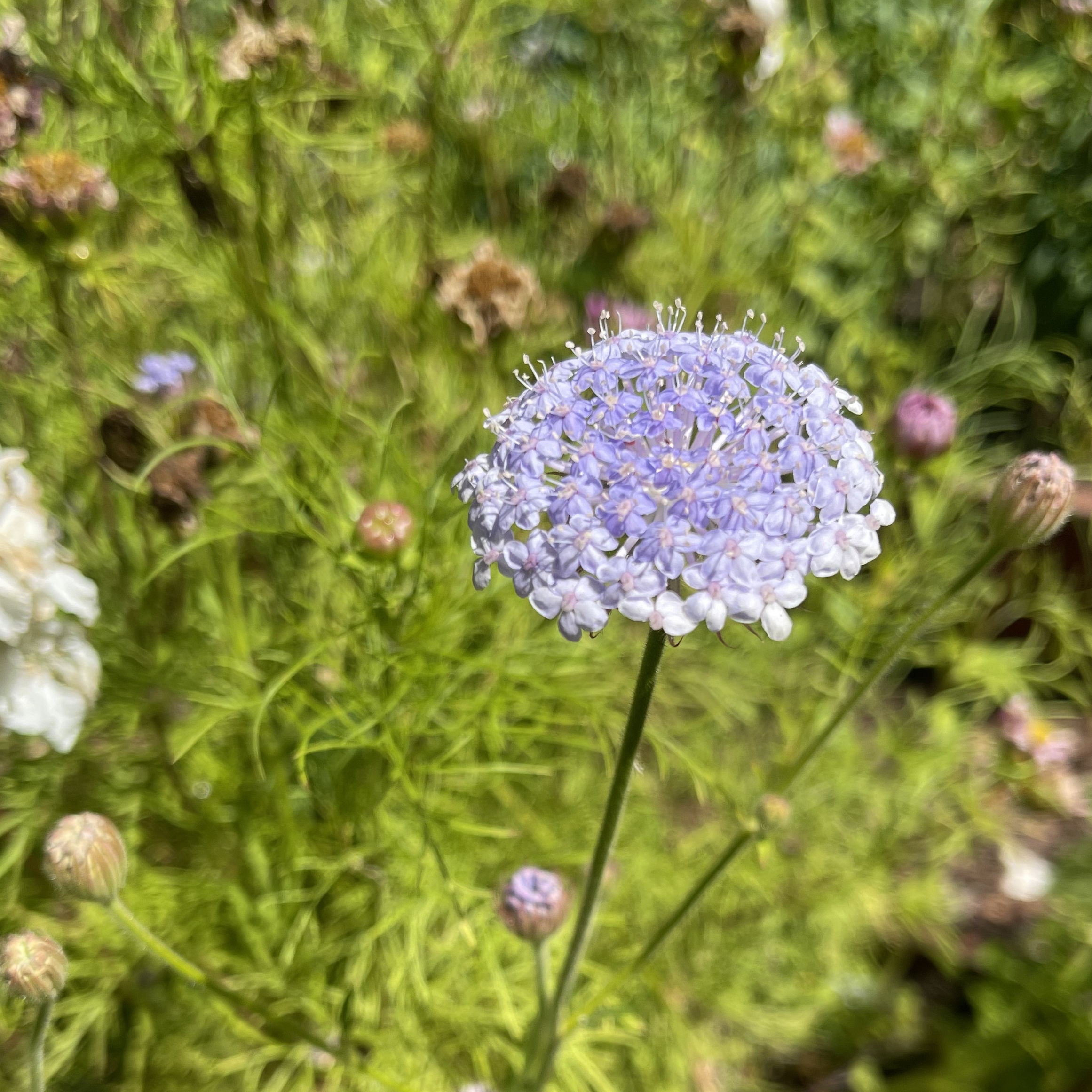 Blåparasoll 'Lace Mix' - 2