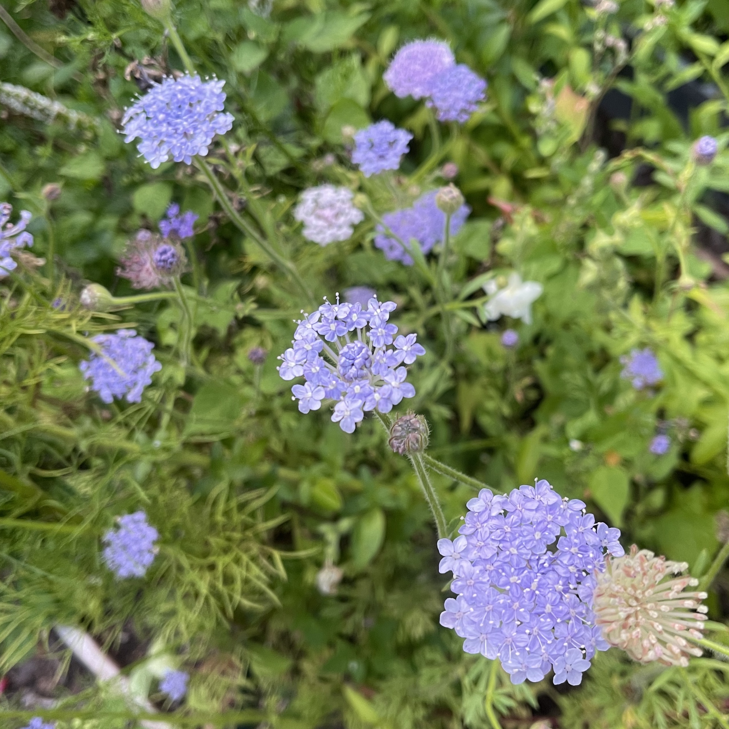 Blåparasoll 'Lace Mix'